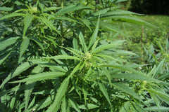 Canada legalizes recreational marijuana